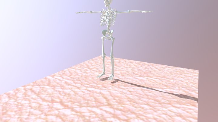 Tengkorak Manusia 3D Model