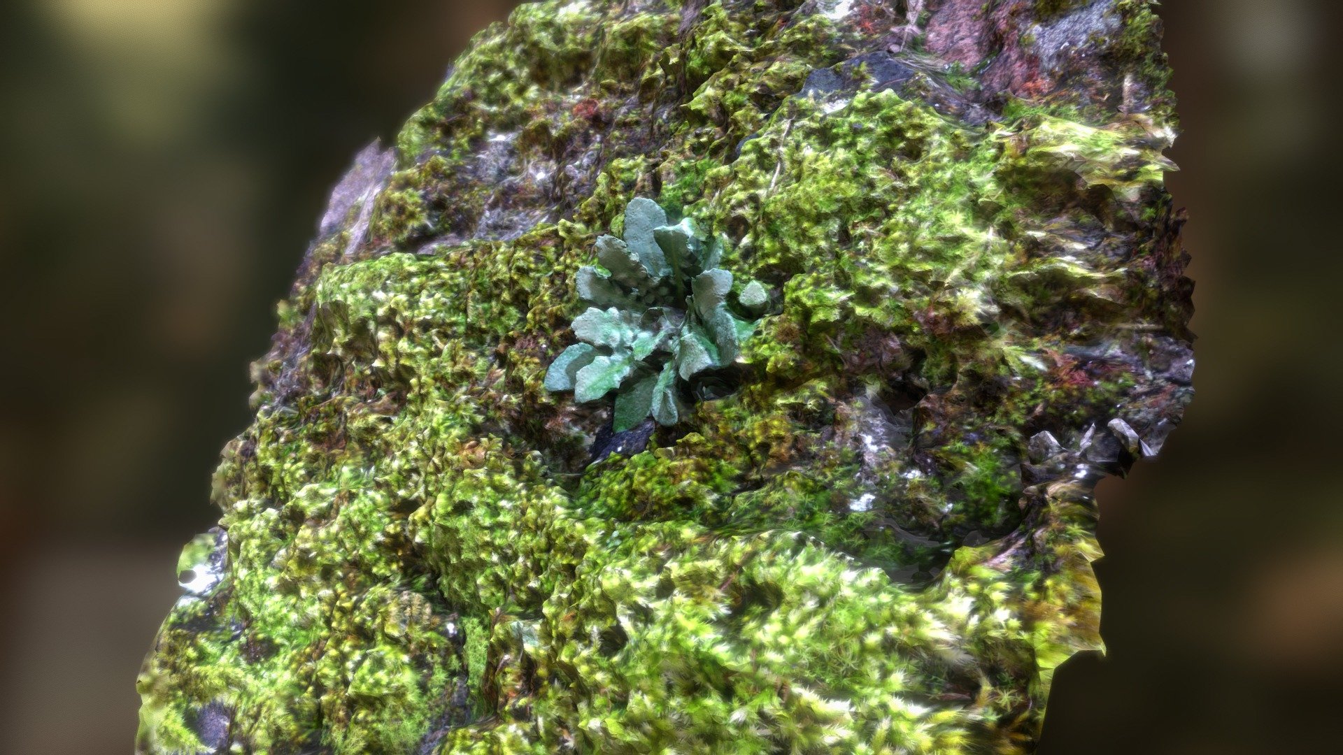Wall with mosses and flower