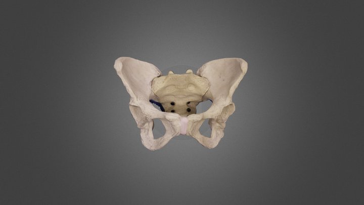 Female Pelvis Anterior – 2 3D Model