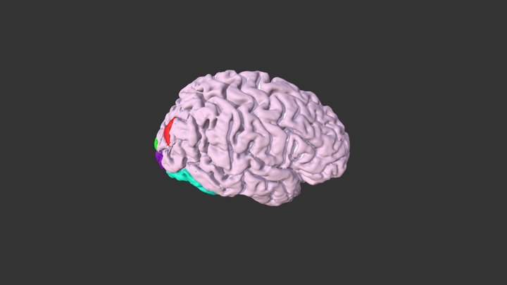 Dorsal & Ventral Streams 3D Model