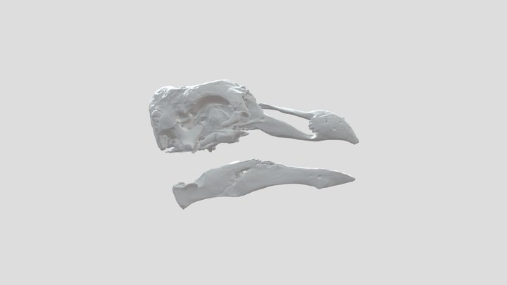 Rodrigues solitaire skull – Kostenloses 3D-Modell STL
