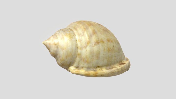 Tan Seashell - HighRes 3D Scan - 4K PBR Textures 3D Model