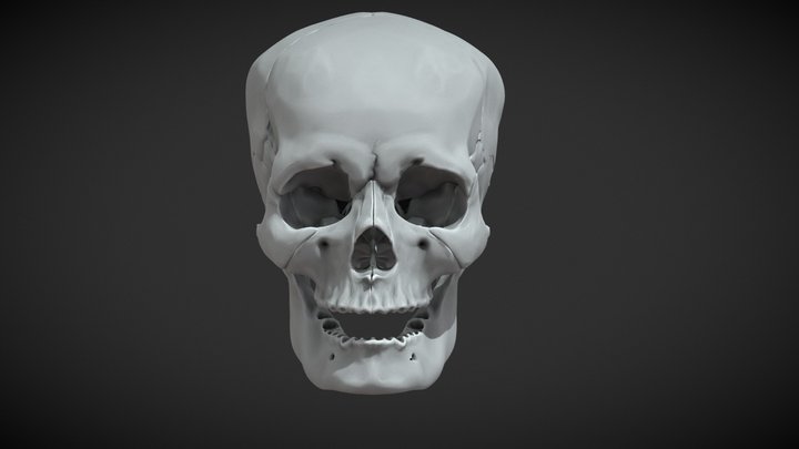 Sculpting Practice: Human Skull 3D Model