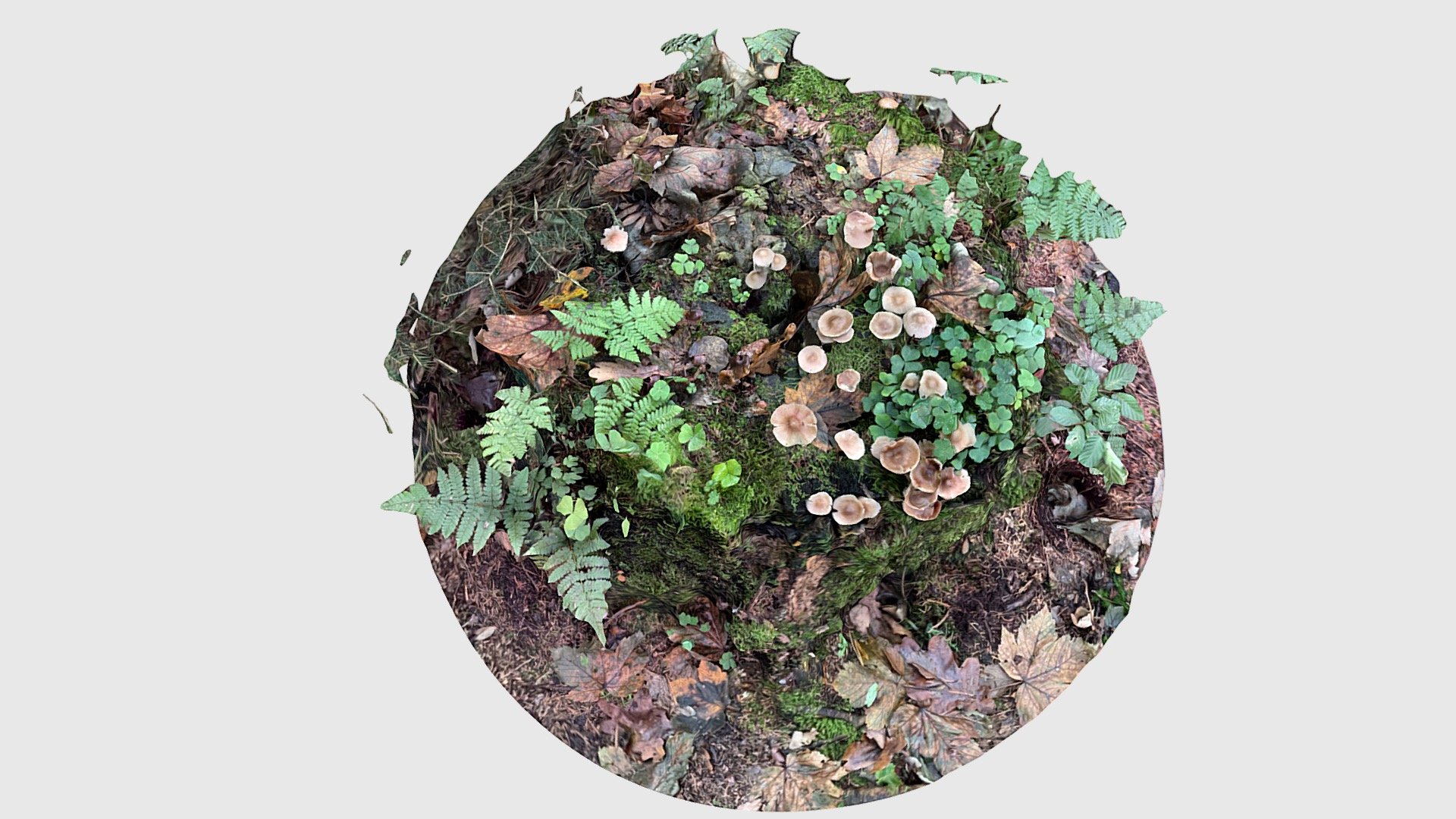 Pilz - Download Free 3D model by gussbronze [18e1758] - Sketchfab