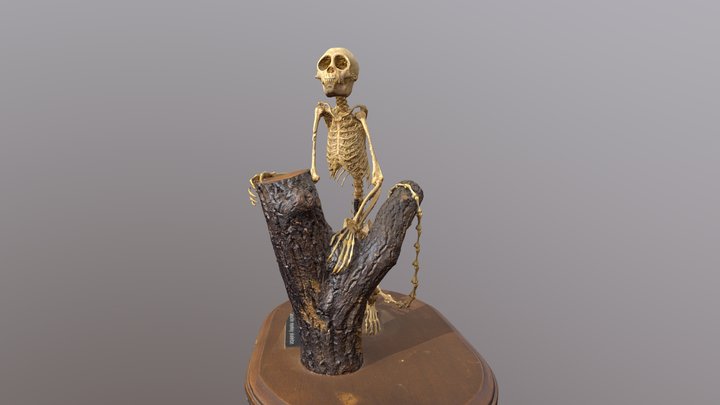 Capuchin monkey skeleton 3D Model
