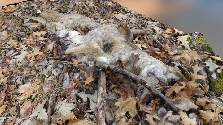 Dead Coyote