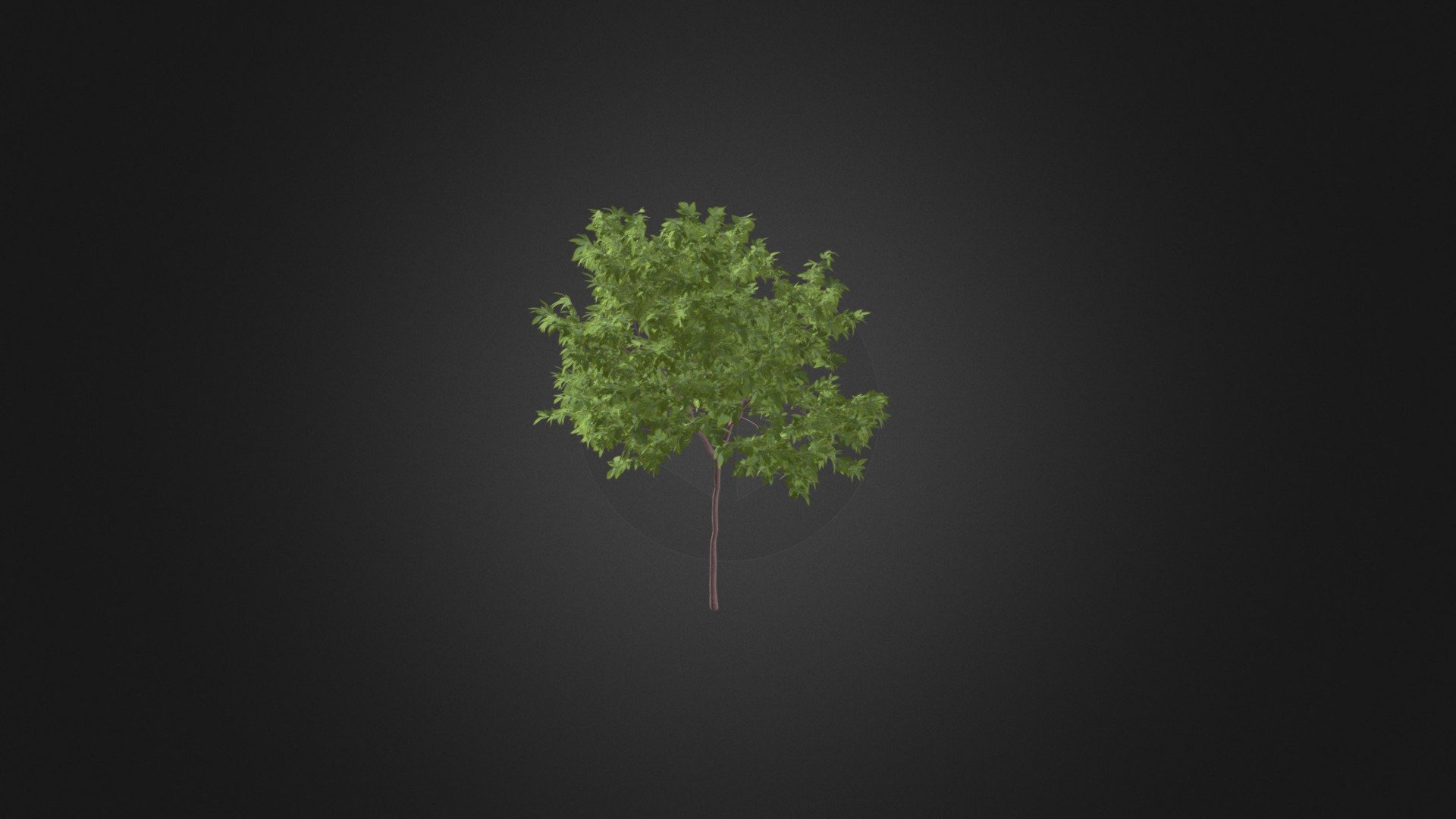 Lemon Tree 3D Model 2.4m - Buy Royalty Free 3D model by cgaxis [18e82e6 ...