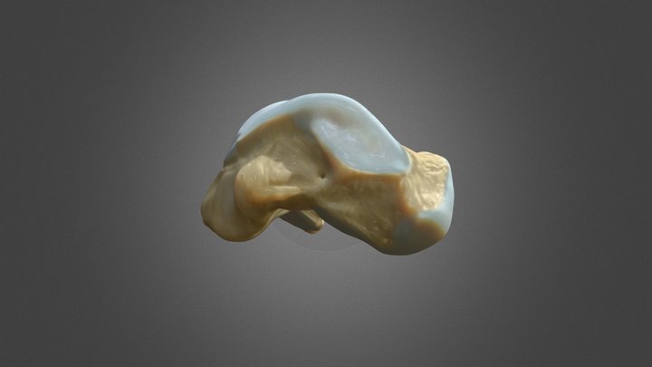 Talus 3D Model