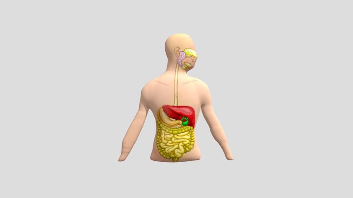 sistem_pencernaan_manusia 3D Model