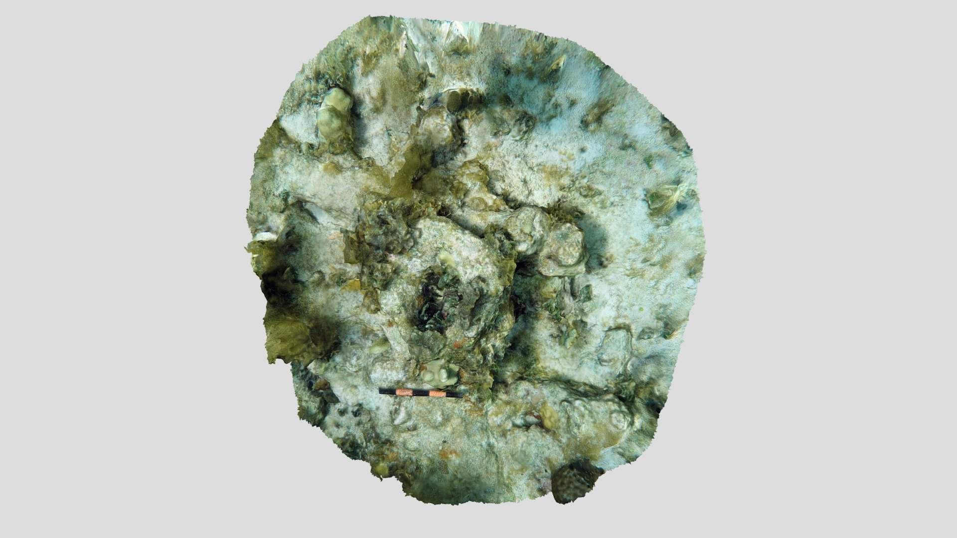 Guerrero Iron Thimble (2019)