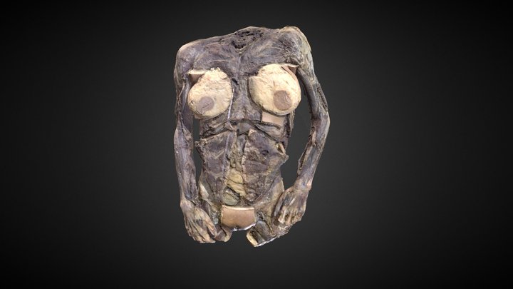 Tronco Mujer completo/ Complete Woman`s trunk 3D Model