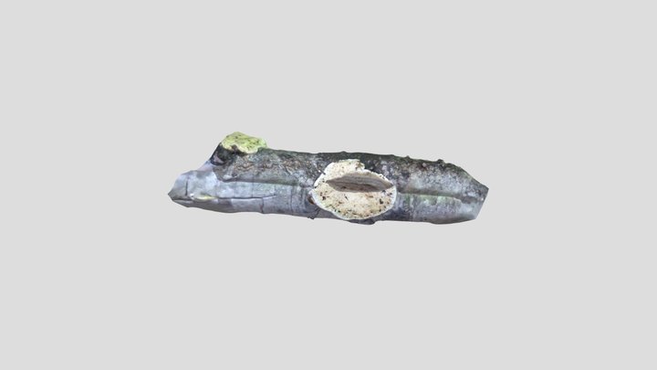 Turkey Tail 3D Model