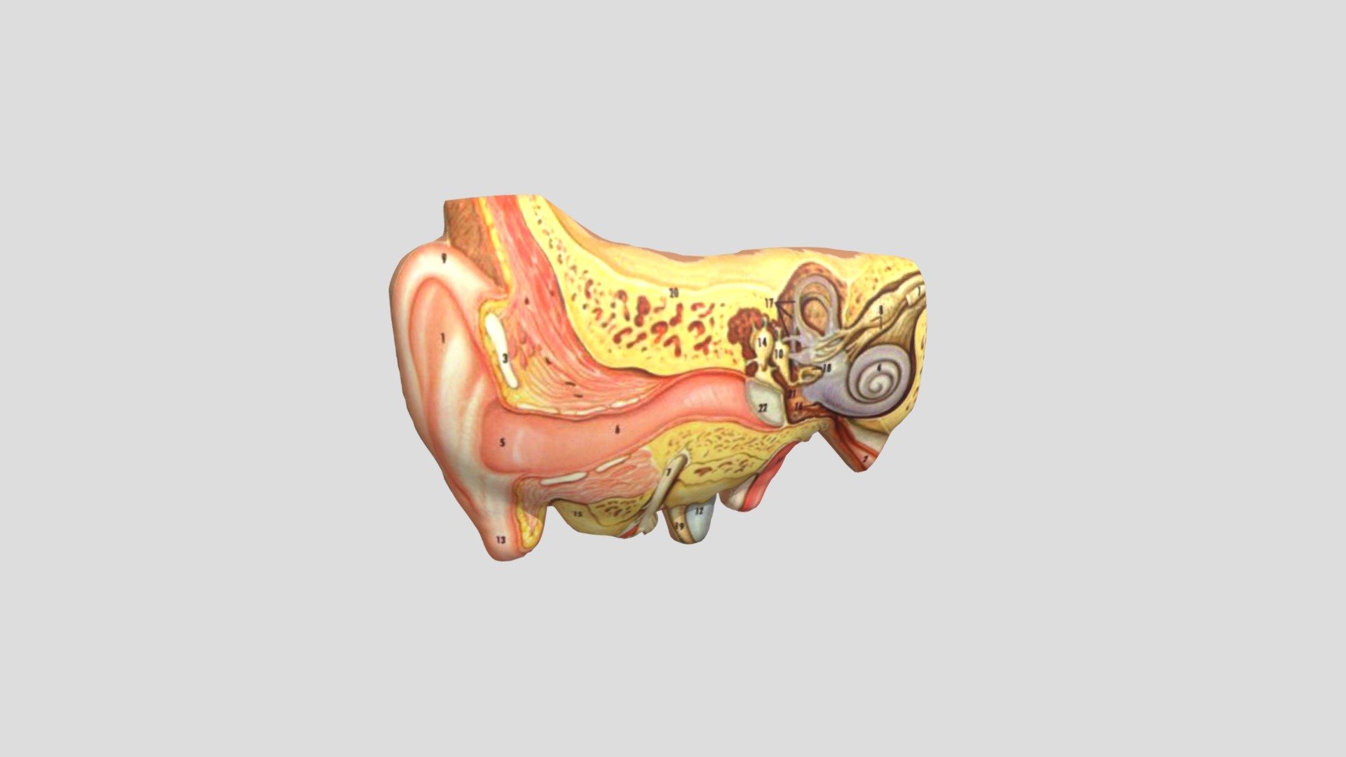 Telinga — Sketchfab embed 3D viewer