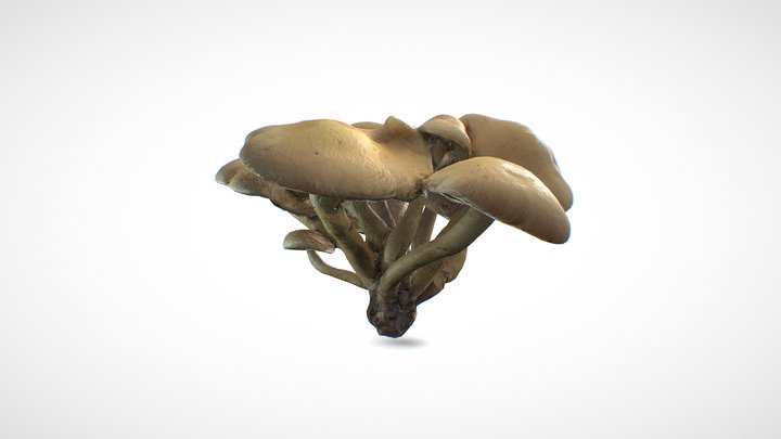 Mushroom family 10 - retopo  8K PBR 3D Model