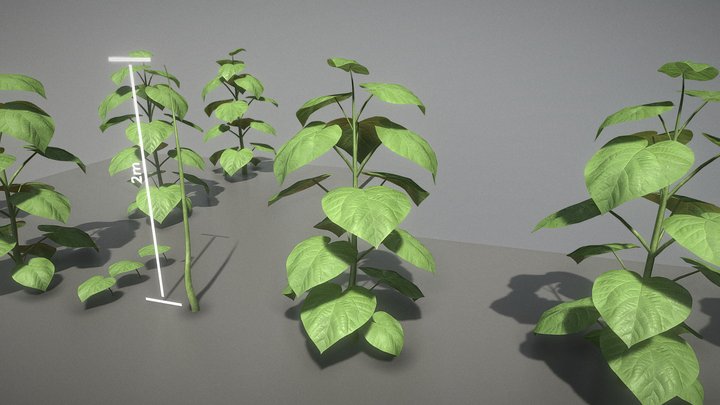 Kiri-baum 3D models - Sketchfab
