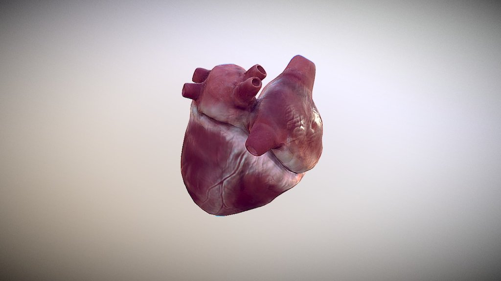 Human heart (without aorta and pulmonary artery) - 3D model by rubin.cg ...