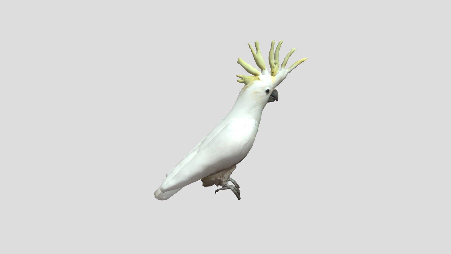 Sulphur-Crested Cockatoo