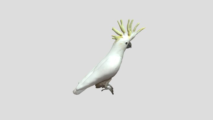 Sulphur-Crested Cockatoo 3D Model