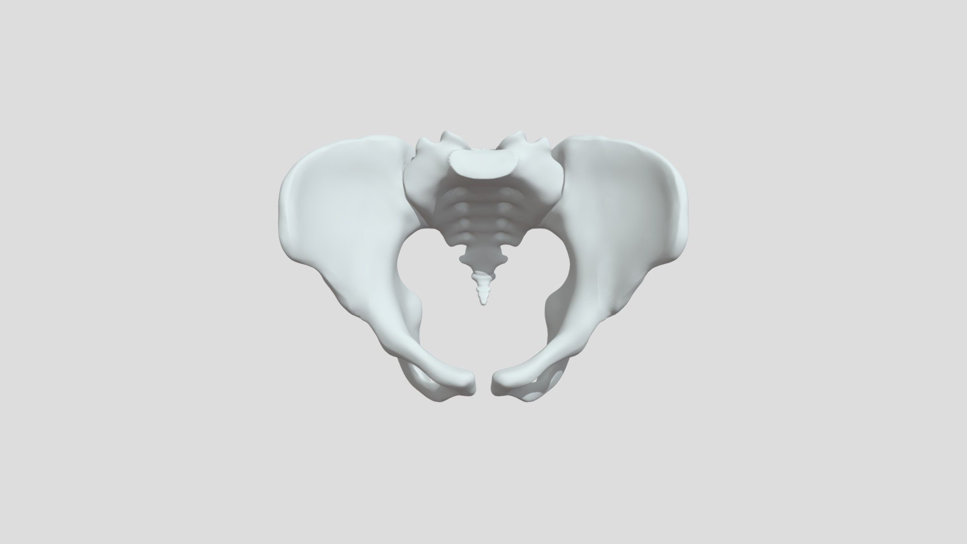 Pelvis B - 3D Model By Jayne Wilkins (@jaynewilkins) [1900a96] - Sketchfab