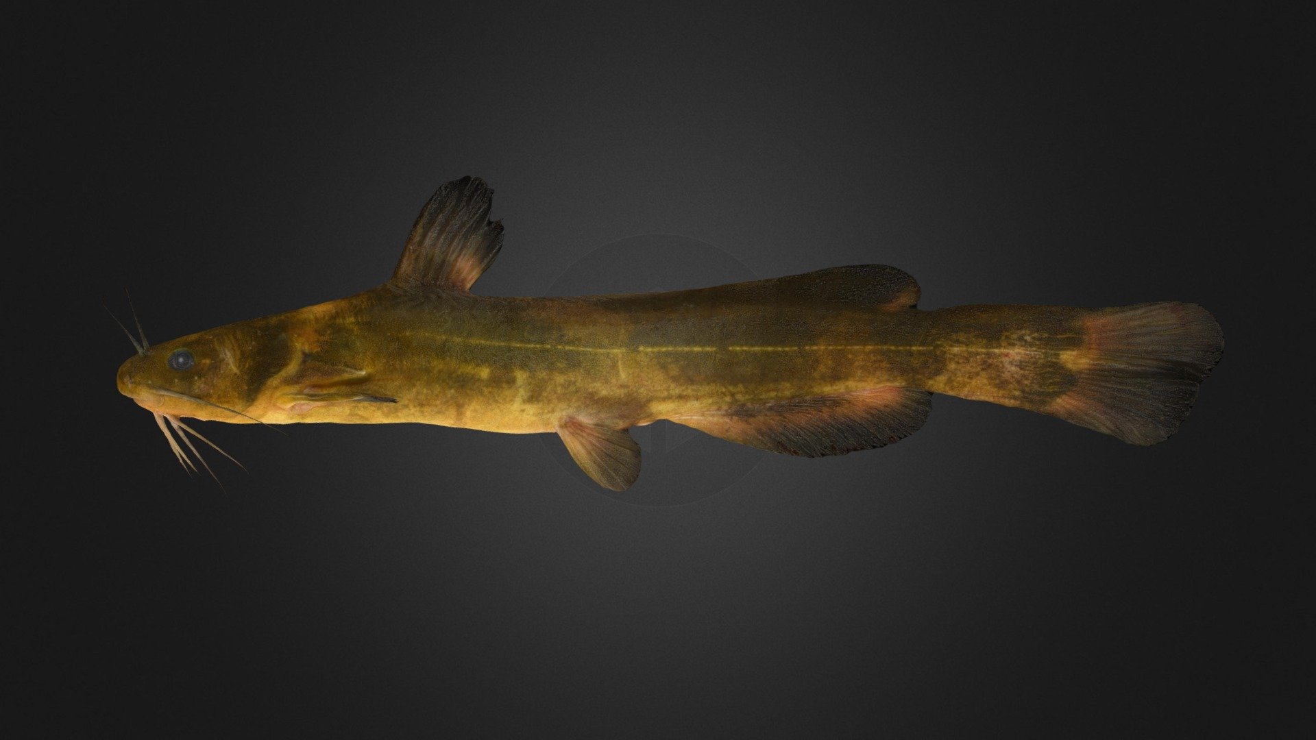CC0 アリアケギバチ 🐟 ♀ Ariake Stream Catfish - Download Free 3D model by ffish ...