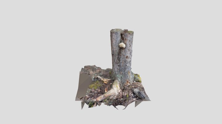 Other mushroom