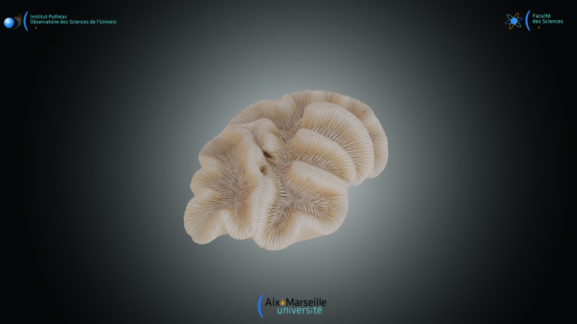 Cnidaire - Manicina areolata