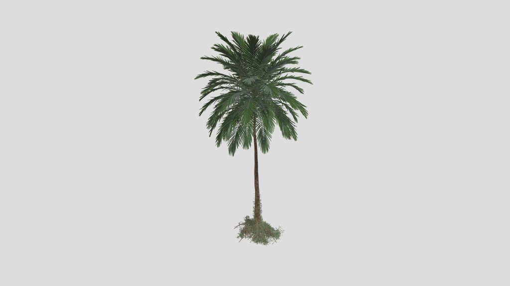 Pine Tree