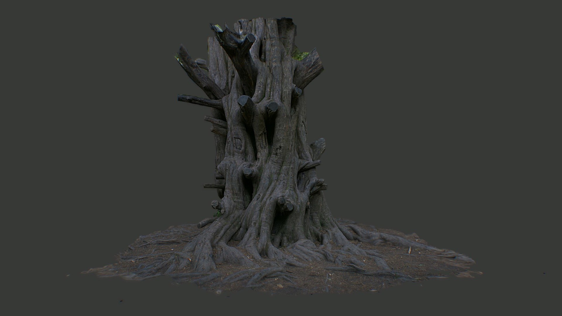 Tehidy tree photoscan