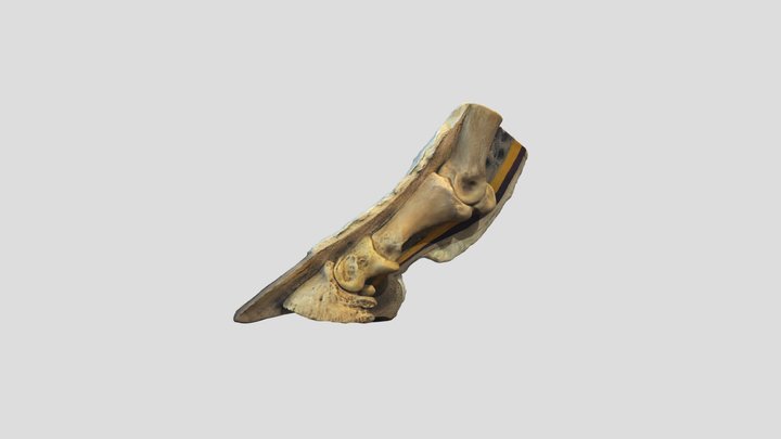 Equine foot 3D Model