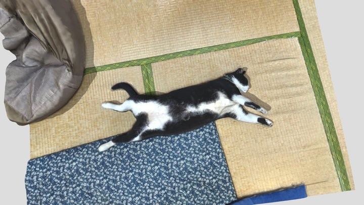 cat sleeping on tatami