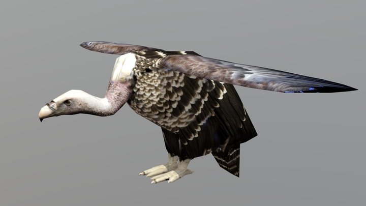 Vulture Bird 3D Model