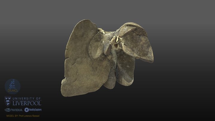 Anat_GI_Dog_Liver Plastinated 3D Model