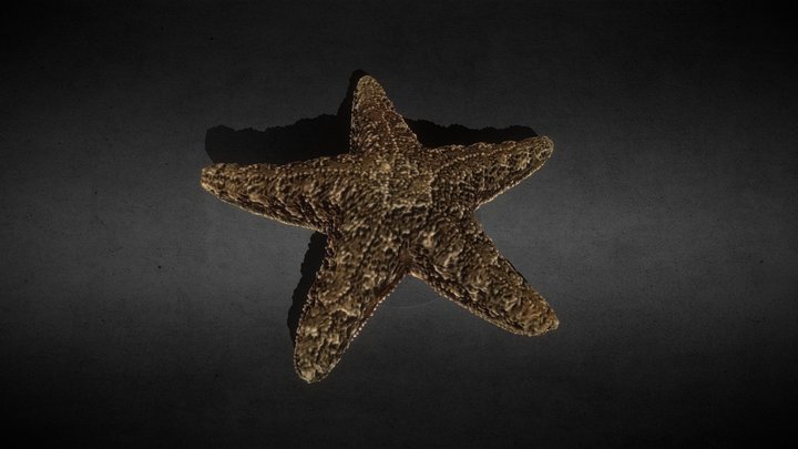Starfish 3D Model
