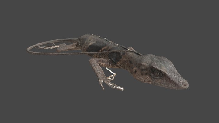 Anolis nemontae QCAZR 14595 3D Model