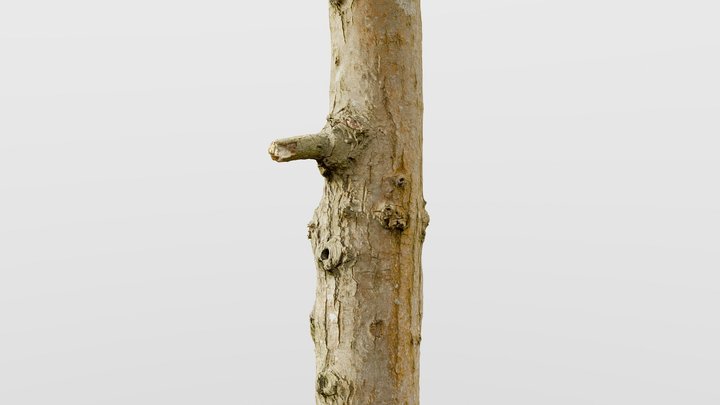 Thin Oak Tree Trunk 3D Model