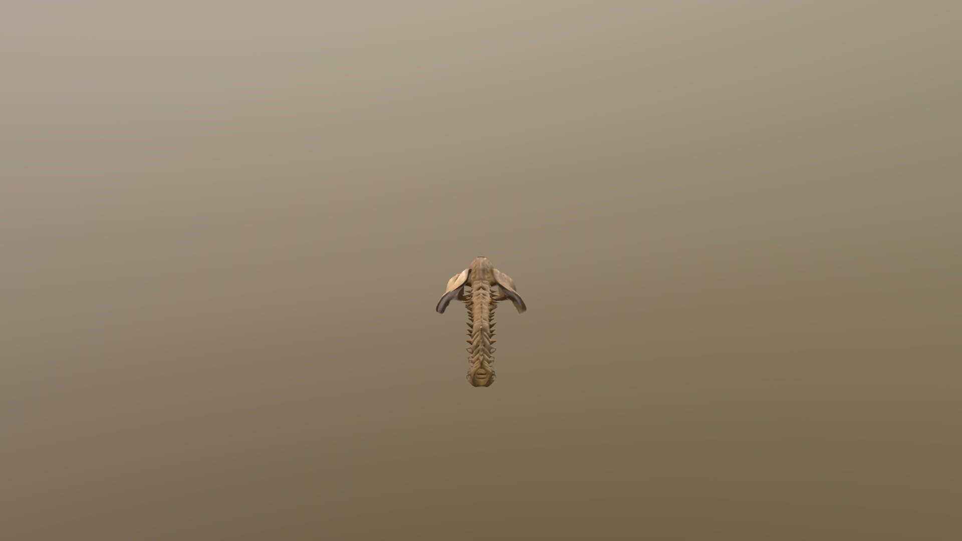 The Human Spine