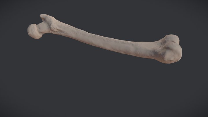 MSC2003Y - Femur 3D Model