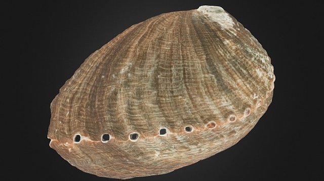 Abalone shell – Modèle 3D gratuit STL