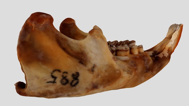 UWYMV:Mamm:885, Erethizon dorsatum, Mandible – Free 3D Model STL