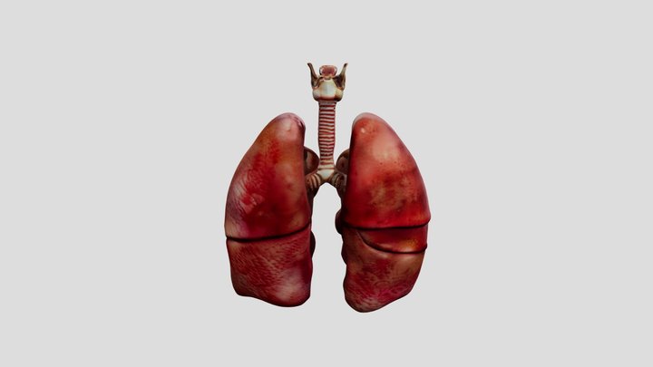 Lungs 3D Model 3D Model