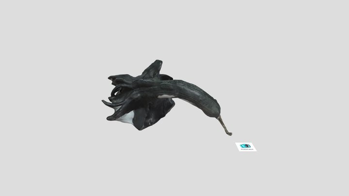 Gourd shot with iPad mini 3D Model