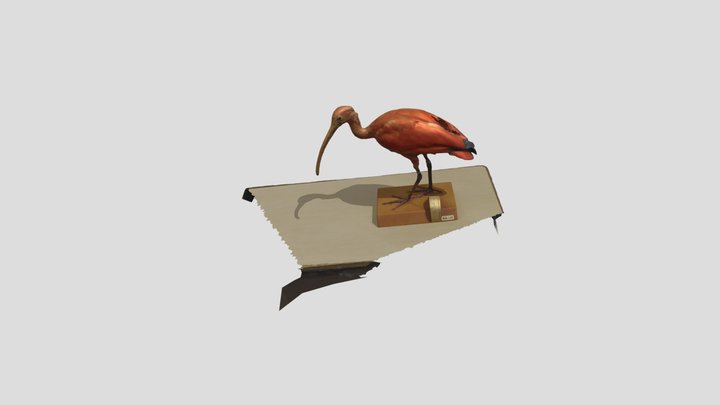 ショウジョウトキ剥製　天王寺動物園 3D Model