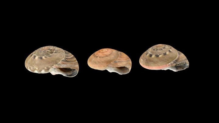 CC0 ダンベイキサゴ 🐚 Button Top Shell, U. giganteum