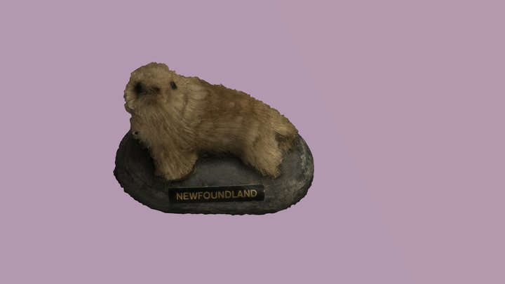 Newfoundland Seal 3D Model