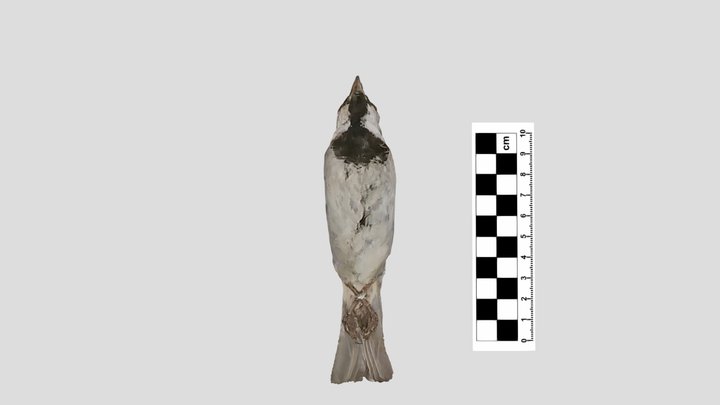 Passeridae: house sparrow (male) 3D Model