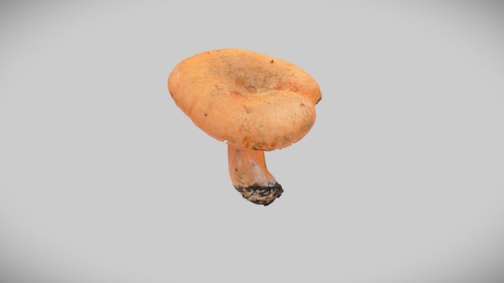 Real mushroom 0036 (Lactarius deliciosus) 3D Model