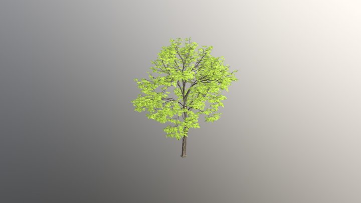 Tree 3D Model
