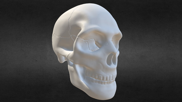 #30 Skull 3D Model