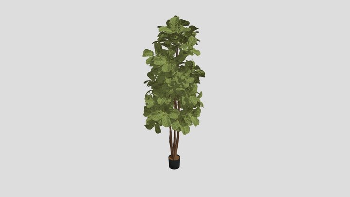 Ficus_ Lyrata 3D Model