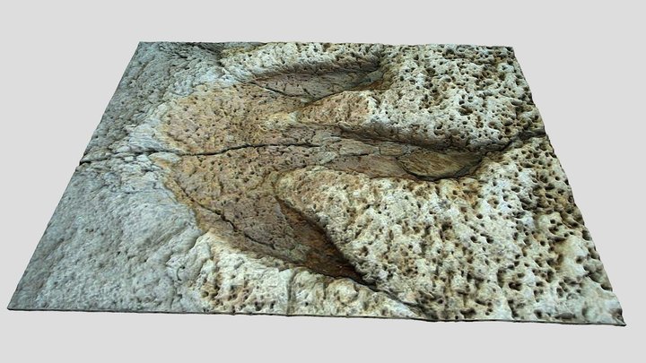 Tyrannosaurus Rex Footprint - fossil 3D Model